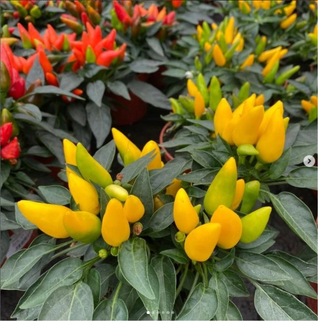 Fresh vegetables growing in a seasonal kitchen garden